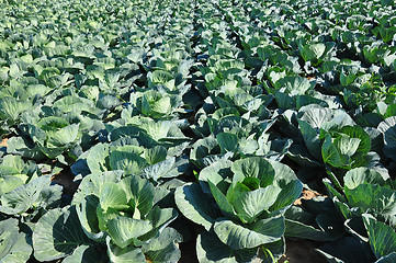 Image showing Cabbage field