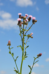 Image showing Creeping thistle (Cirsium arvense)