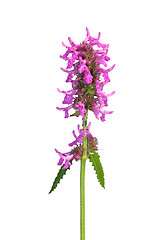 Image showing Purple betony (Betonica officinalis)