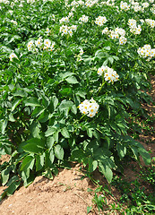 Image showing Potato field