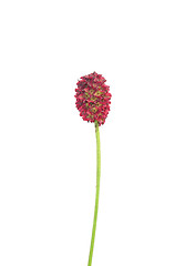 Image showing Great burnet (Sanguisorba officinalis)