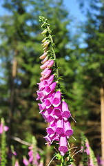 Image showing Common foxglove (Digitalis purpurea)