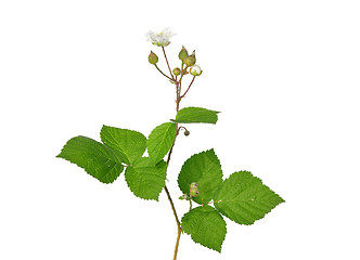 Image showing Blackberry with flower