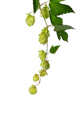 Image showing Hop (Humulus lupulus)