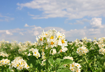 Image showing Potato field