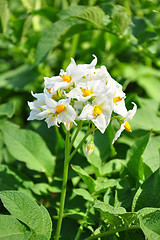 Image showing Potato flower