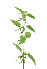 Image showing Stinging nettle (Urtica dioica)