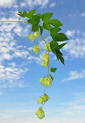 Image showing Hop (Humulus lupulus)