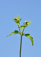 Image showing Shaggy soldier (Galinsoga ciliata)