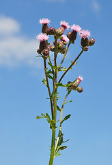 Image showing Creeping thistle (Cirsium arvense)