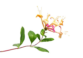 Image showing Honeysuckle (Lonicera periclymenum)