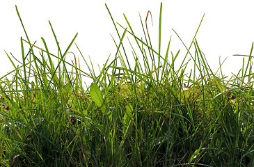 Image showing The green grass on a white.