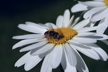 Image showing Bee on a flower.