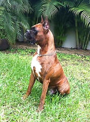 Image showing Boxer Dog