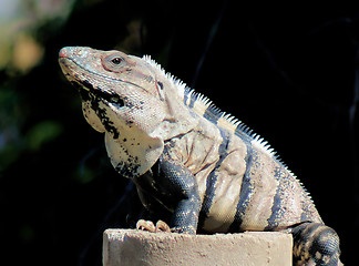 Image showing Yucatan Native Iguana