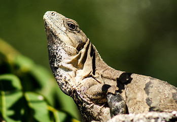 Image showing Iguana