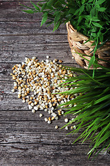 Image showing Natural pebbles and greenery