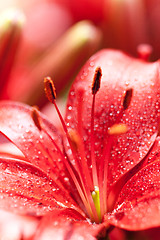 Image showing lilly flowers with water drops