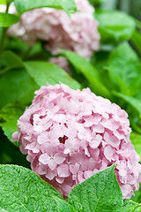 Image showing pink hortensia