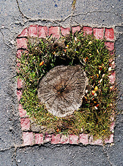 Image showing stump in the centre of the liitle grass-plot