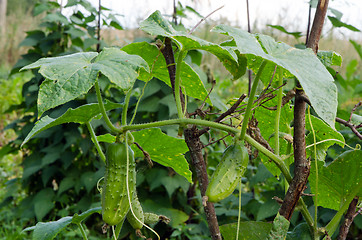 Image showing closeup green ecological natural cucumber garden 