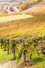 Image showing Italian Vineyard