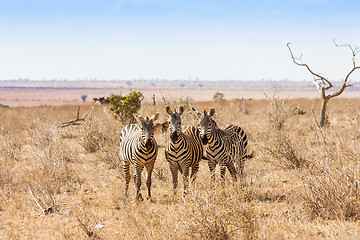 Image showing Zebras looking to the camera