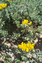 Image showing Sand vegetation in blossom