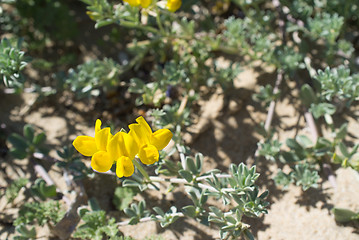 Image showing Cretan birds foot trefoil