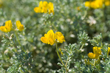 Image showing Cretan birds foot trefoil