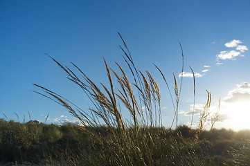 Image showing Reeds