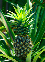 Image showing Pineapple.