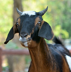 Image showing goat