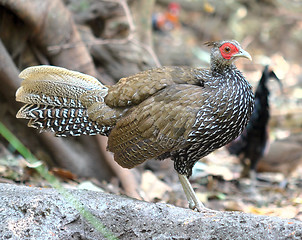 Image showing pheasant