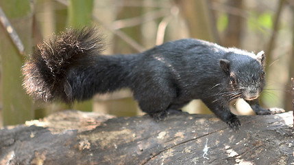 Image showing black squirrel 