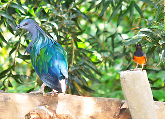 Image showing two birds
