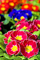 Image showing primroses with a lot of colored flowers