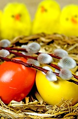 Image showing easter basket with painted eggs, catkin and biddies