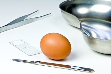 Image showing Examination of eggs