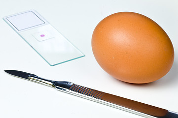 Image showing Examination of eggs