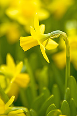 Image showing Daffodil