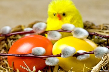 Image showing easter basket with painted eggs, catkin and biddies