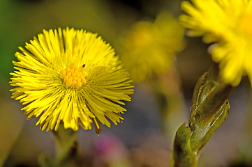 Image showing cough-wort