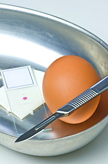 Image showing Examination of eggs