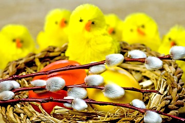 Image showing easter basket with painted eggs, catkin and biddies