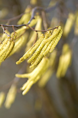 Image showing Hazelnut bloom in wind