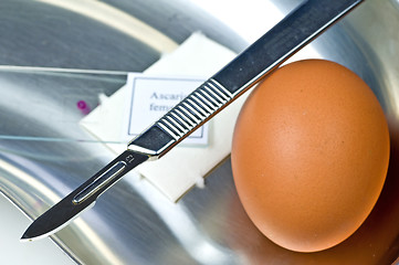 Image showing Examination of eggs