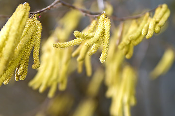 Image showing Hazelnut bloom in wind