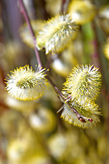 Image showing Catkin