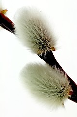 Image showing Catkin